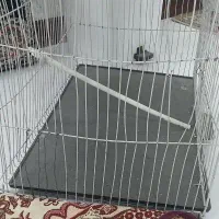 قفس|لوازم جانبی حیوانات|مشهد, ایثار|دیوار