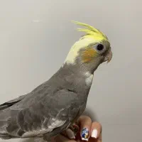 عروس هلندی دستی|پرنده|کرج, باغستان|دیوار