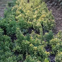 شمشاد طلایی|گل و گیاه طبیعی|خرمآباد (تنکابن), |دیوار