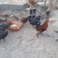 خروس دیلگونی|حیوانات مزرعه|سوق, |دیوار