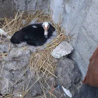 اردک اسراییلی کرک شده آماده برای نشستن روی تخم|حیوانات مزرعه|آستانه اشرفیه, |دیوار