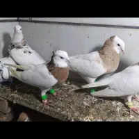 27عدد رنگه|پرنده|مشهد, بلال|دیوار