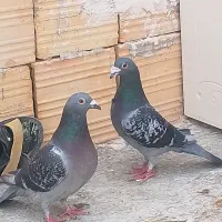 کبوتر المانی