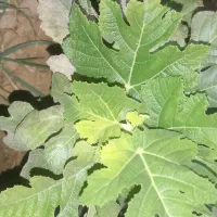 مشاوره در امور زراعی و باغی|خدمات باغبانی و درختکاری|شیراز, تندگویان|دیوار