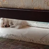 سگ پامرین سفید خرسی نر 70 روزه|سگ|پردیس, فاز ۸|دیوار