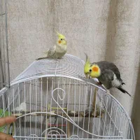 یک جفت عروس هلندی سخنگو