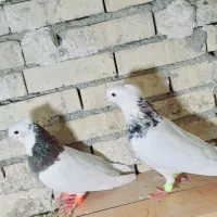 جفت طوقی|پرنده|رامشیر, |دیوار