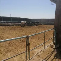 فروش گاوداری|فروش دفتر صنعتی، کشاورزی، تجاری|رضویه, |دیوار