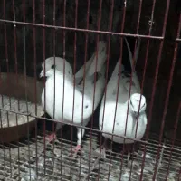 فروش فوری کبوتر پرشی به شرط