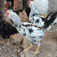 تیمچه خروس گلین|حیوانات مزرعه|شیراز, رکن‌آباد|دیوار
