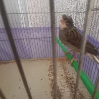 قناری نر قرص|پرنده|کرج, فاز ۲ مهرشهر|دیوار