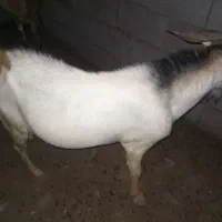 نری