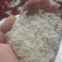 فروش برنج درجه یک هاشمی