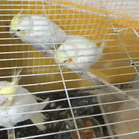 عروس هلندی ۴ماهه