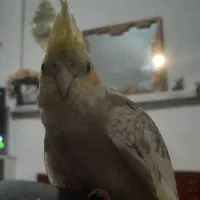 عروسه هلندی گمشد