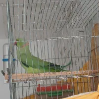 طوطی ملنگو