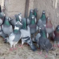 کفتر|پرنده|شیراز, دارالرحمه|دیوار