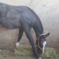 کره اسب|اسب و تجهیزات اسبسواری|تاتار علیا, |دیوار