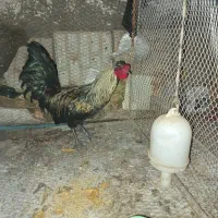 خروس جوان مرندی