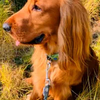 گلدن رتریور وارداتی سالم و تربیتشده (قابل معاوضه)|سگ|پردیس, فاز ۲|دیوار