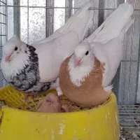 فروش تعدادی طوقی|پرنده|خوسف, |دیوار