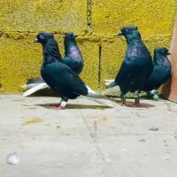 کبوتر رنگی صادقی|پرنده|قم, سید معصوم|دیوار