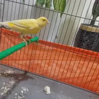 قناری مست مست شلاقی|پرنده|مشکین‌دشت, |دیوار