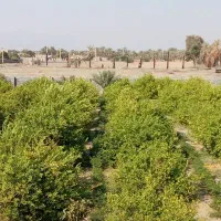 اجاره روزانه سوئیت ( اتاق مسافر)|اجارهٔ کوتاه‌مدت آپارتمان و سوئیت|رودان, |دیوار