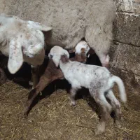 گوسفند خارجی لاکن و رومن