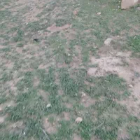 غاز قو|حیوانات مزرعه|بیله سوار, |دیوار