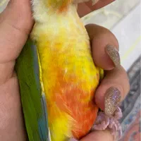 گیرنچیک اهلی|پرنده|تبریز, |دیوار