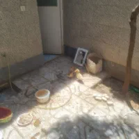 جفت اردک بازیگوش