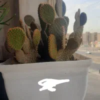 گل اشک|گل و گیاه طبیعی|محمدیه-قزوین, |دیوار