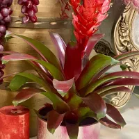 گل گازمانیا