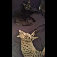 واگذاری گربه|گربه|اسلام‌شهر, شهرک الهیه|دیوار