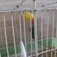 یه جفت کوتوله