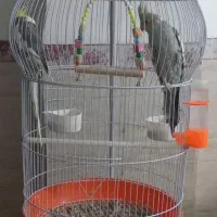 عروس هلندی