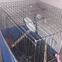 مرغ عشق خوشکل|پرنده|شوشتر, |دیوار