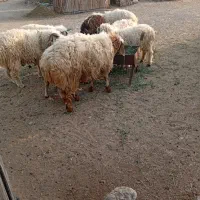 8 عدد بره نر|حیوانات مزرعه|چاه داد خدا, |دیوار