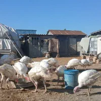 بوغلمون  بیوتی ۶ ک ۲۰۰|حیوانات مزرعه|گمیشان, |دیوار