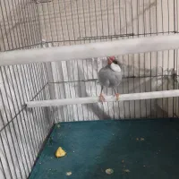 فنچ مصری سیلور