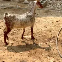 گل قشنگ|حیوانات مزرعه|میاندوآب, |دیوار