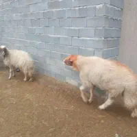 قوچ سنجابی فروشی|حیوانات مزرعه|ماهیدشت, |دیوار