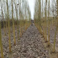 صنوبر نیگرای ترک رشد سریع و سودآور در اردبیل|خدمات باغبانی و درختکاری|نمین, |دیوار