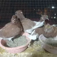 فروش تعدادی قرمز کلادار|پرنده|قائمشهر, |دیوار