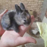 فروش خرگوش|موش و خرگوش|شهرکرد, |دیوار