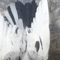 دوتا جوجه سار کاکلی|پرنده|تربت‌حیدریه, شهید قرنی|دیوار