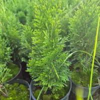 تویا آمریکایی گلدان 14 ریشه پرس