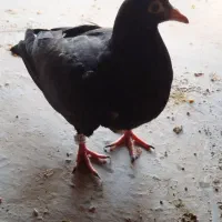 کبوتران عالی وخوب