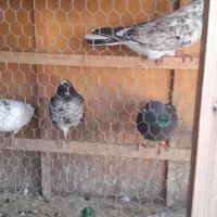 کبوتر|پرنده|بابل, |دیوار